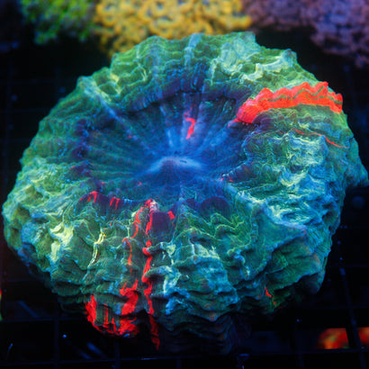 JC Ultra Rainbow Acanthophyllia