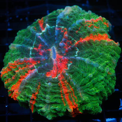 JC Ultra Rainbow Acanthophyllia