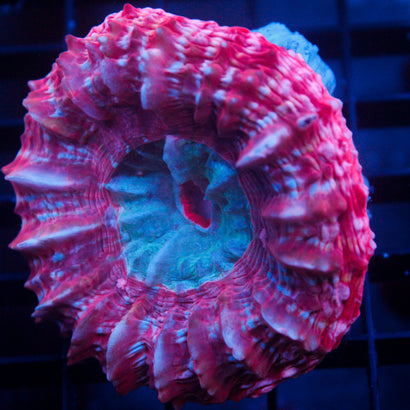 JC Ripe Red Acanthophyllia