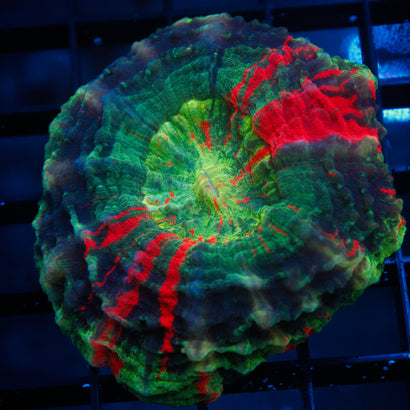 JC Alien Acanthophyllia