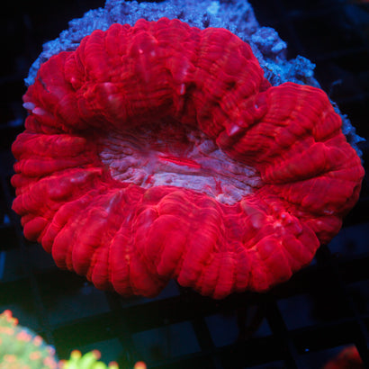 JC Ultra Red Cynaria