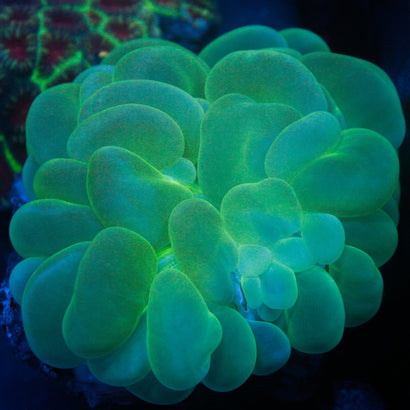 JC Bubble Coral