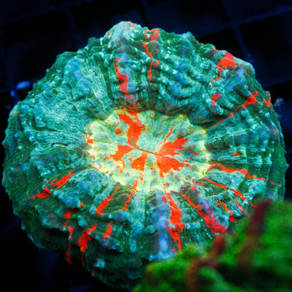 JC Ultra Rainbow Acanthophyllia