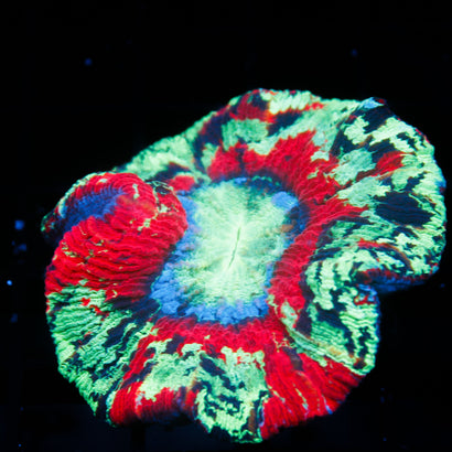 Ultra Rainbow Trachy