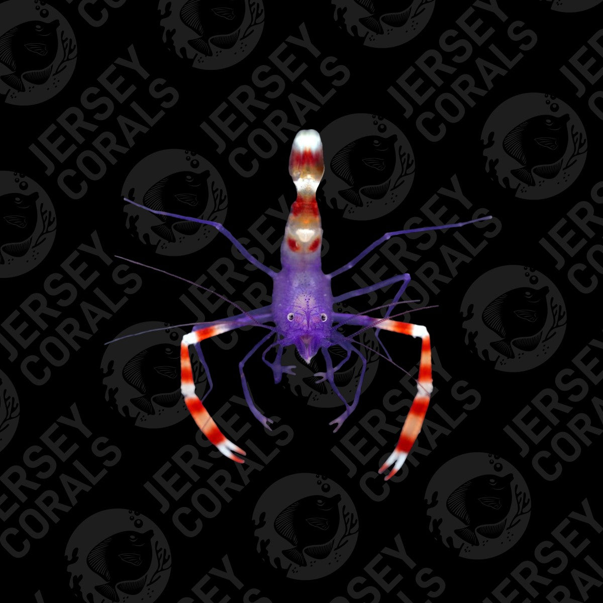 JC Blue Coral Banded Shrimp