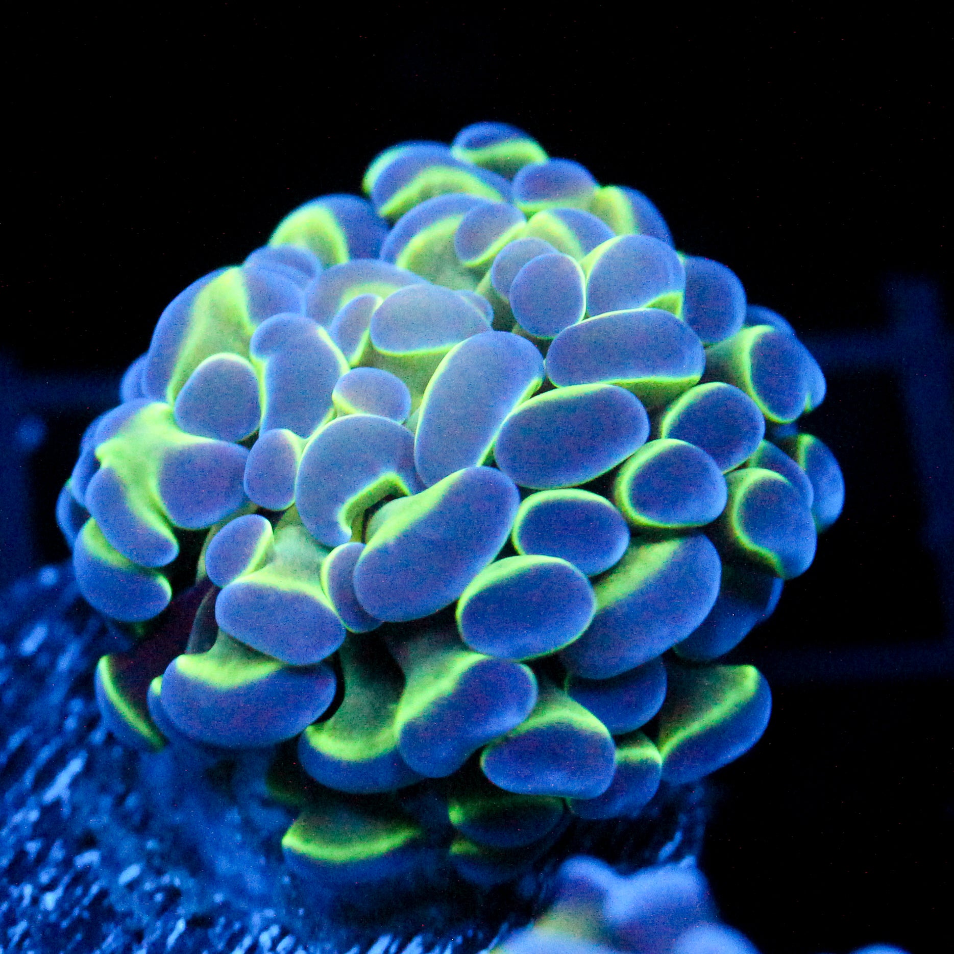 JC Hologram Hammer