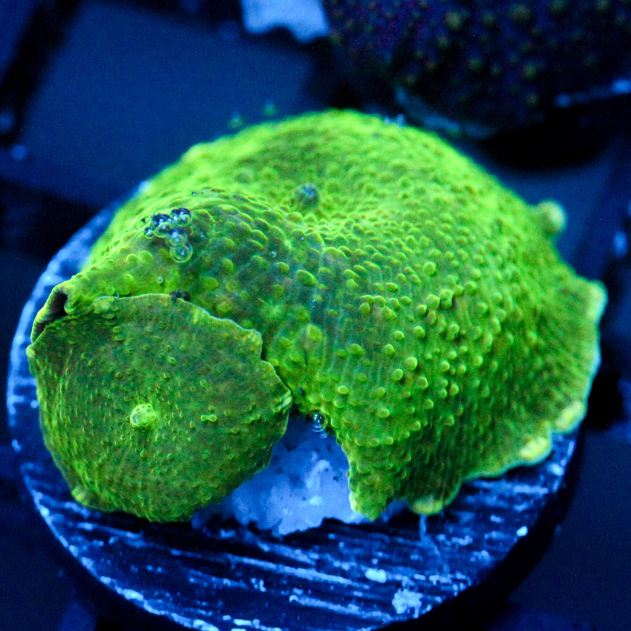 JC Double Trouble Neon Green Discosoma