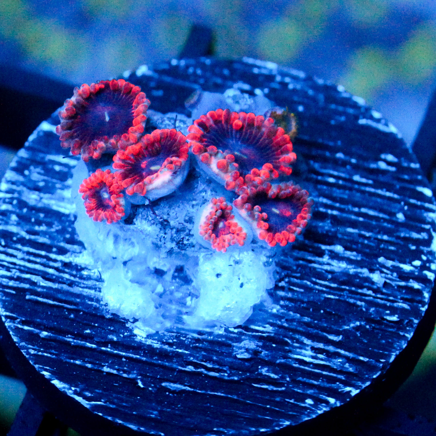 JC Typhloshion Zoanthid