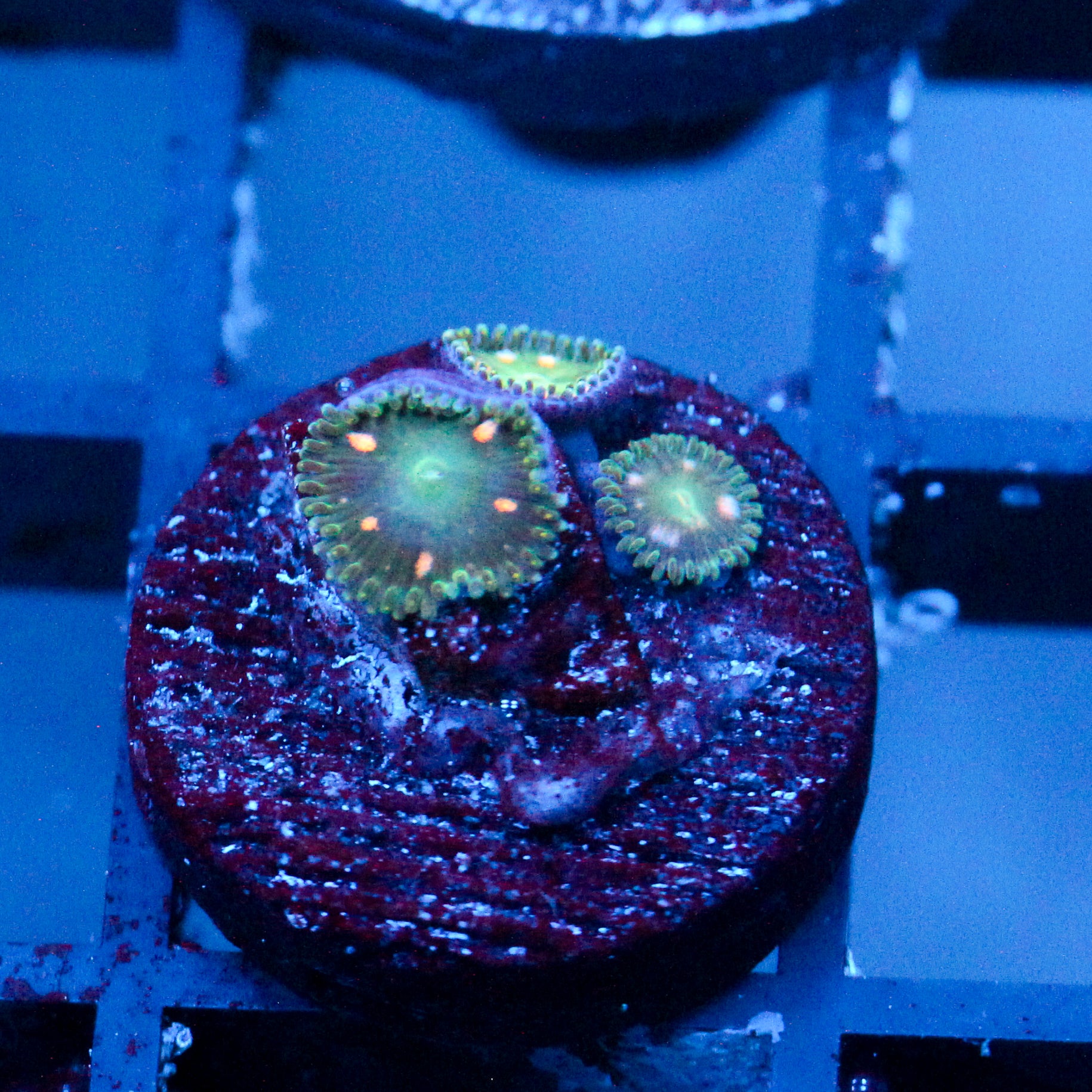 JC Starship Trooper Zoanthid