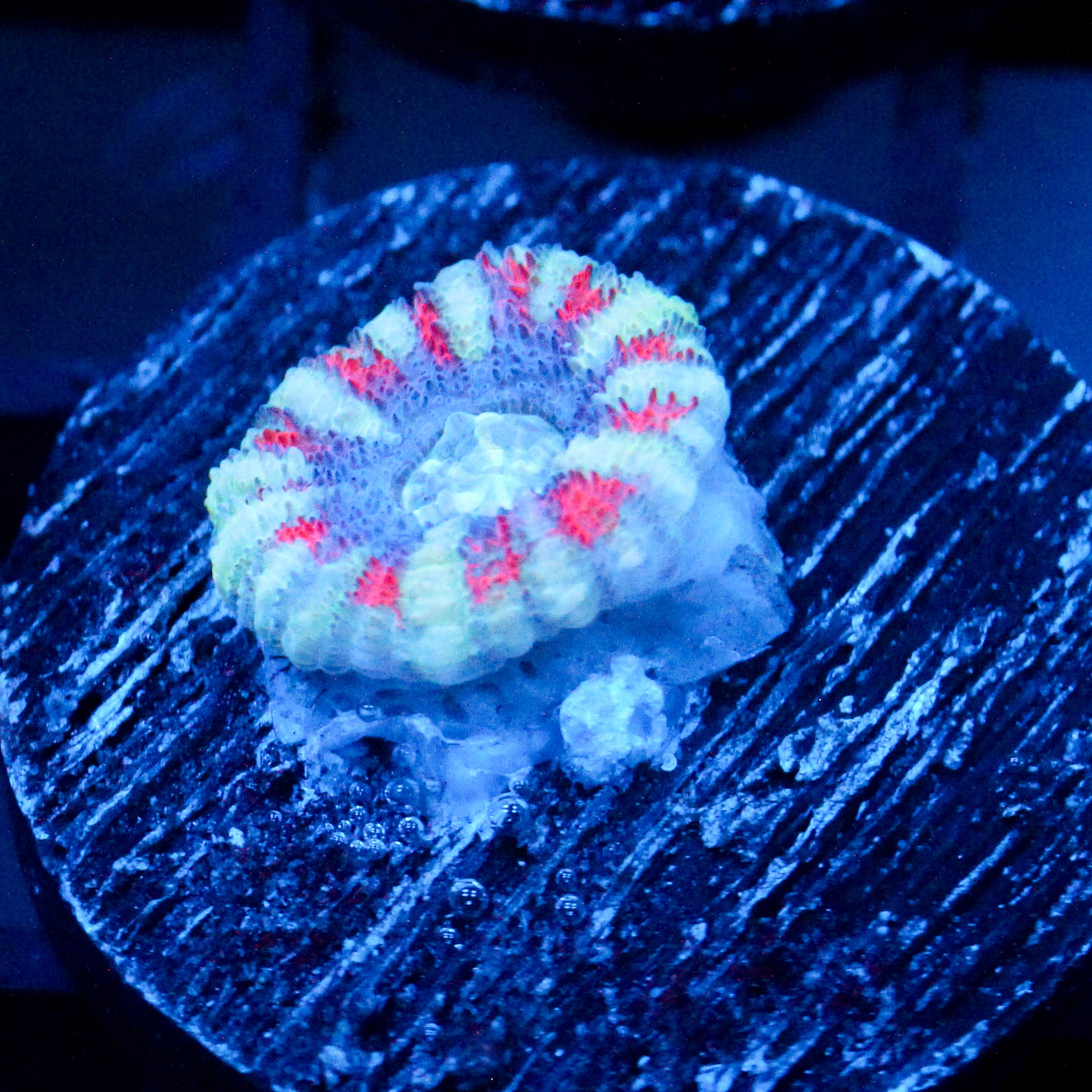 JC White Tiger Acan