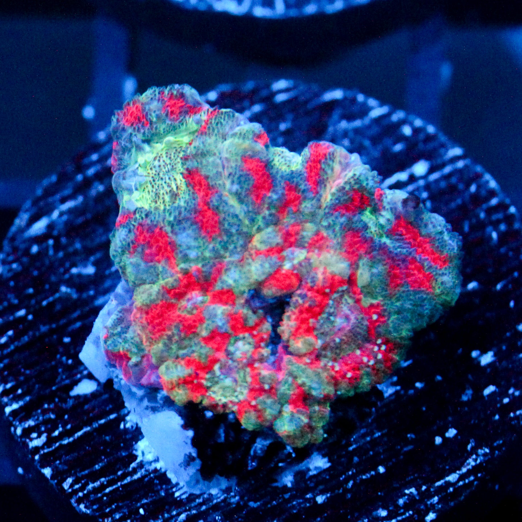 JC Teal Tiger Acan