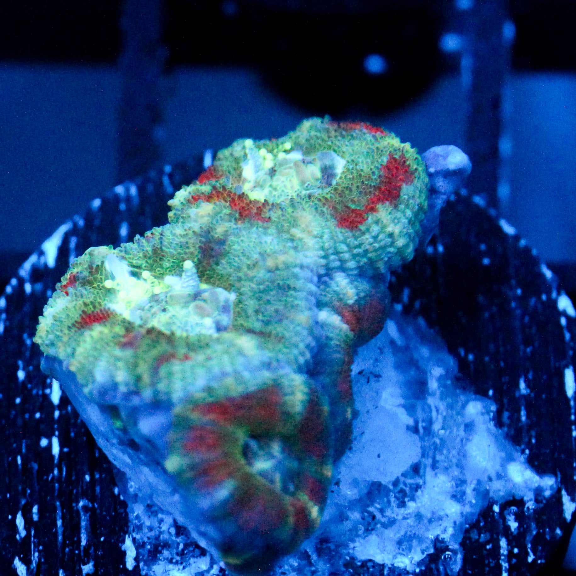 JC Mint Majesty Acan