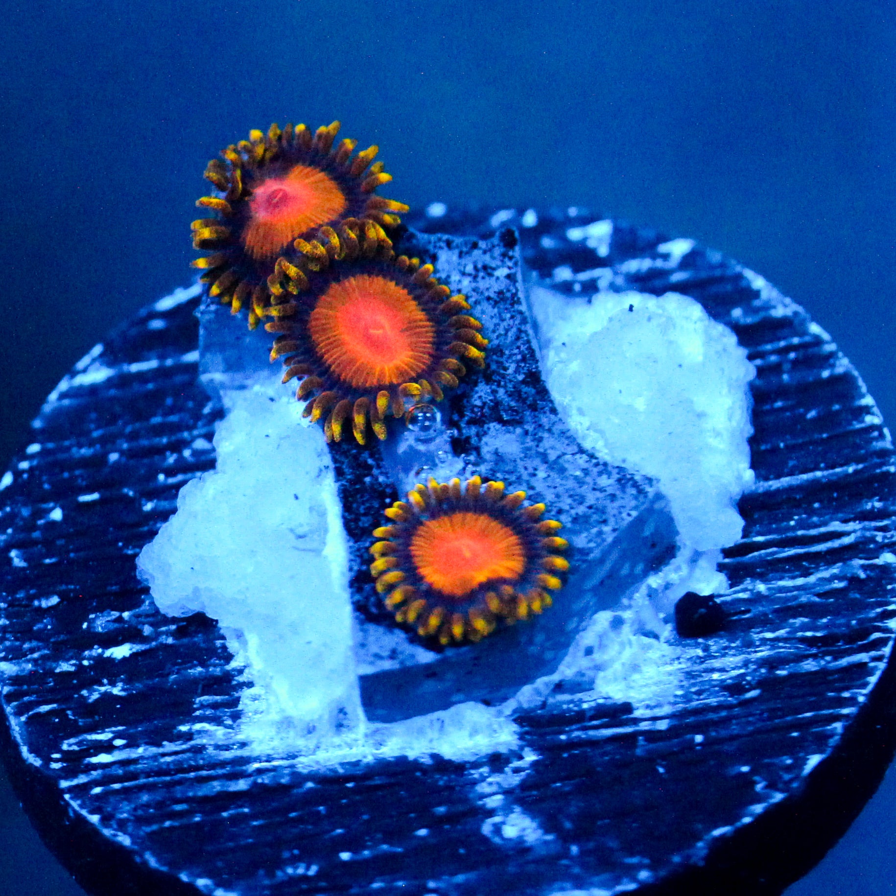 TSA Florida Orange Zoanthid