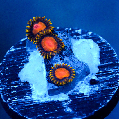 TSA Florida Orange Zoanthid