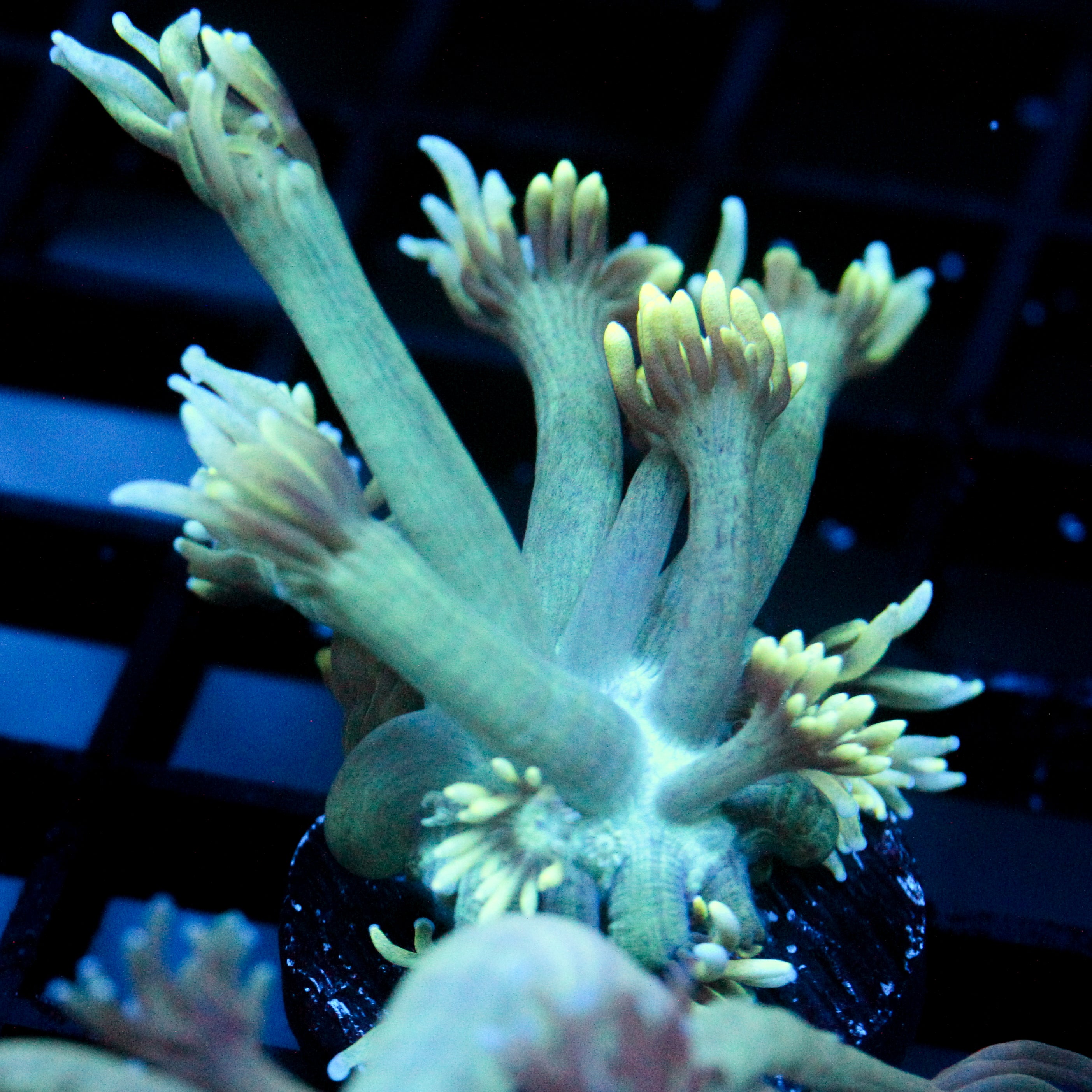 JC Neon Petals Goni