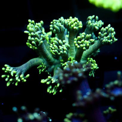 JC Sea Grapes Goni