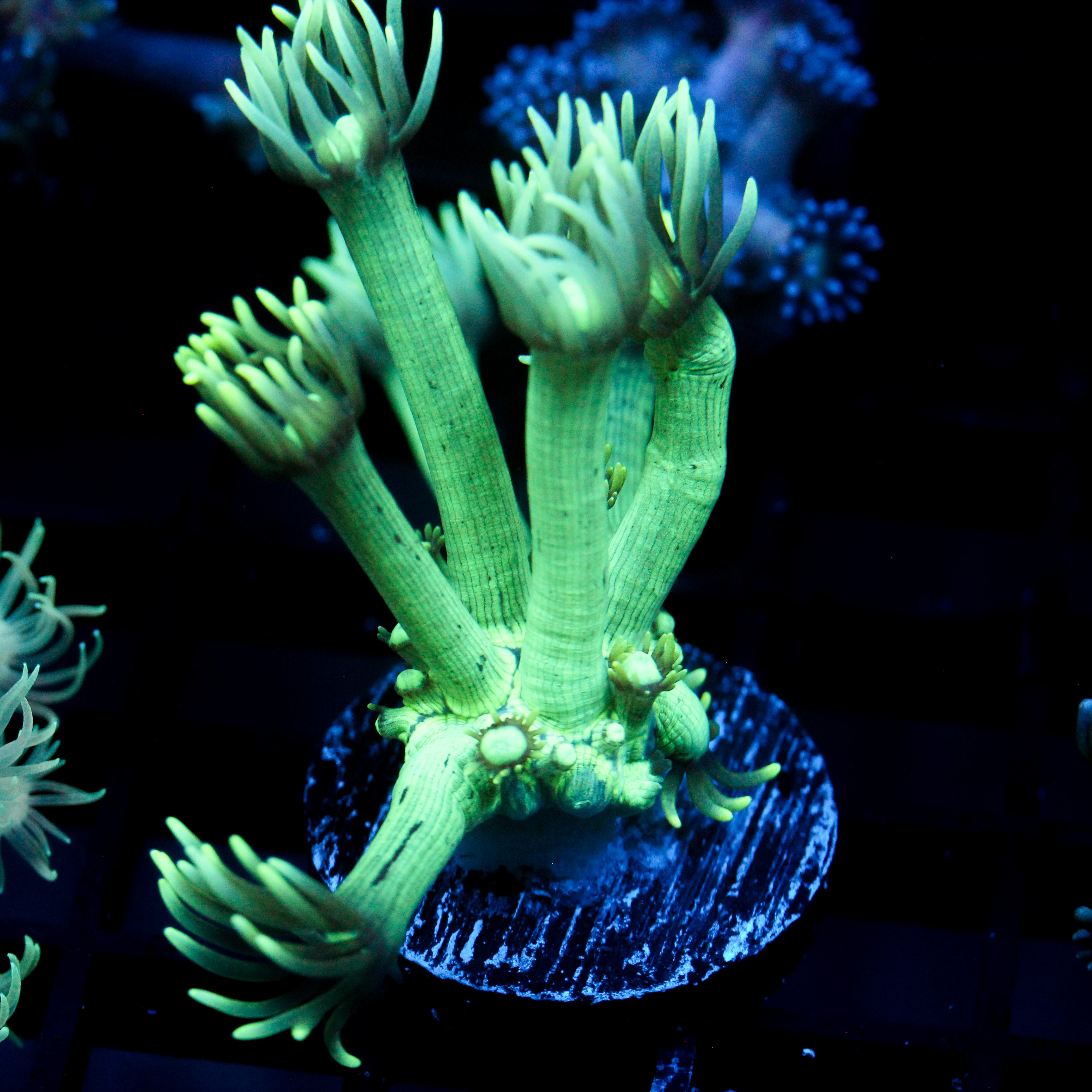 JC Emerald City Goni