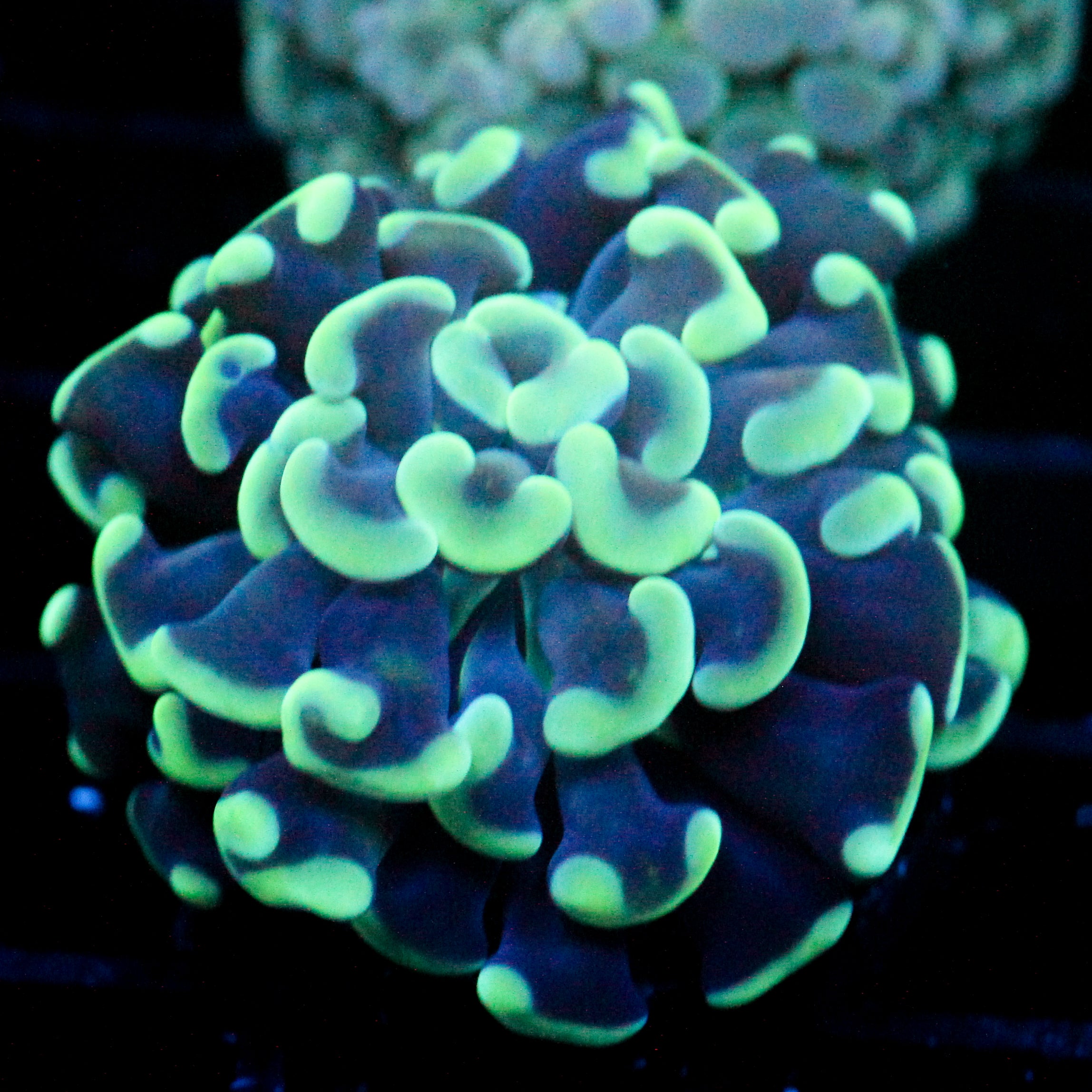 JC Blue Bouquet Hammer