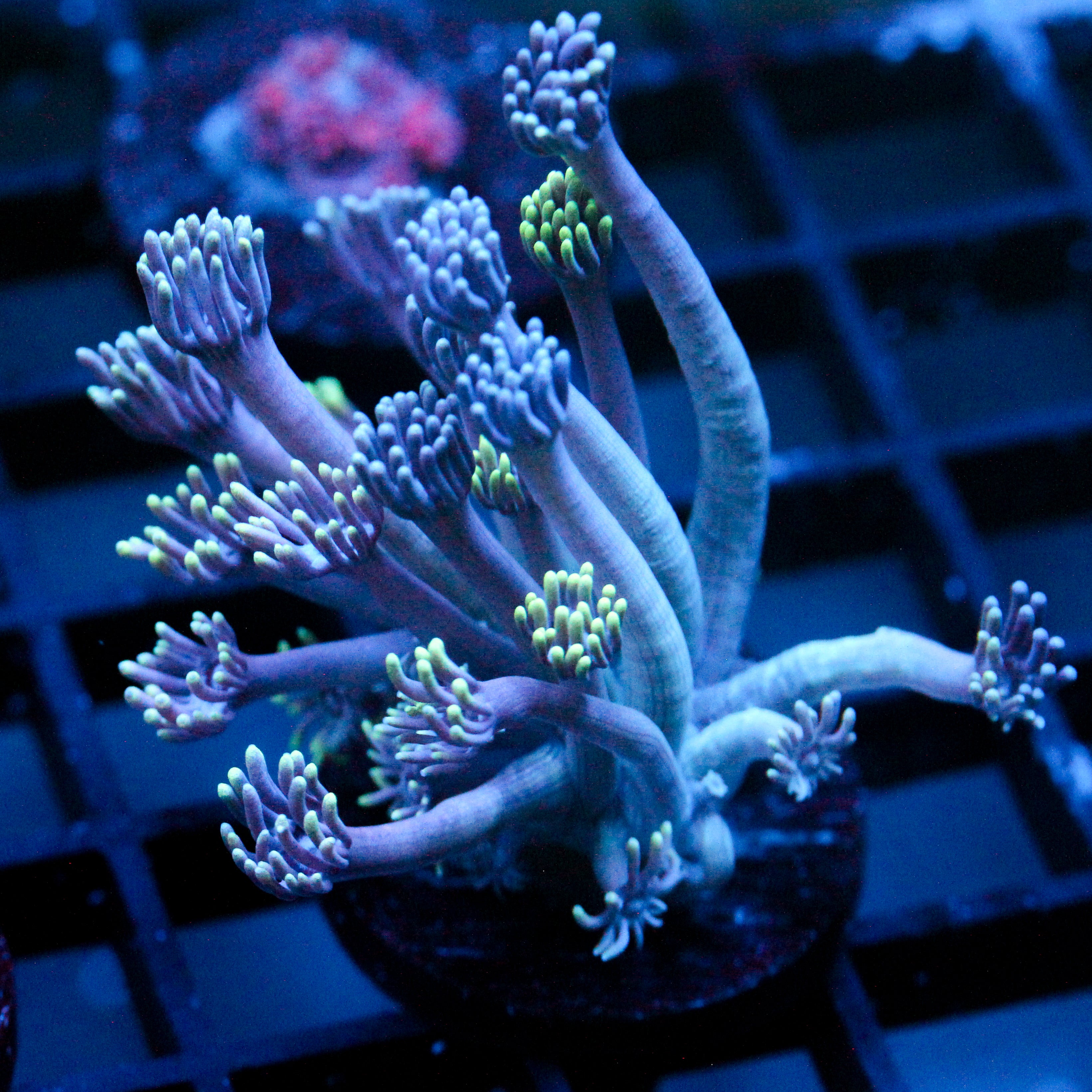 JC Chilled Tendrils Goni