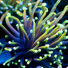 shopify auction