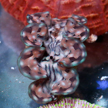 Biota Aquacultured Squamosa