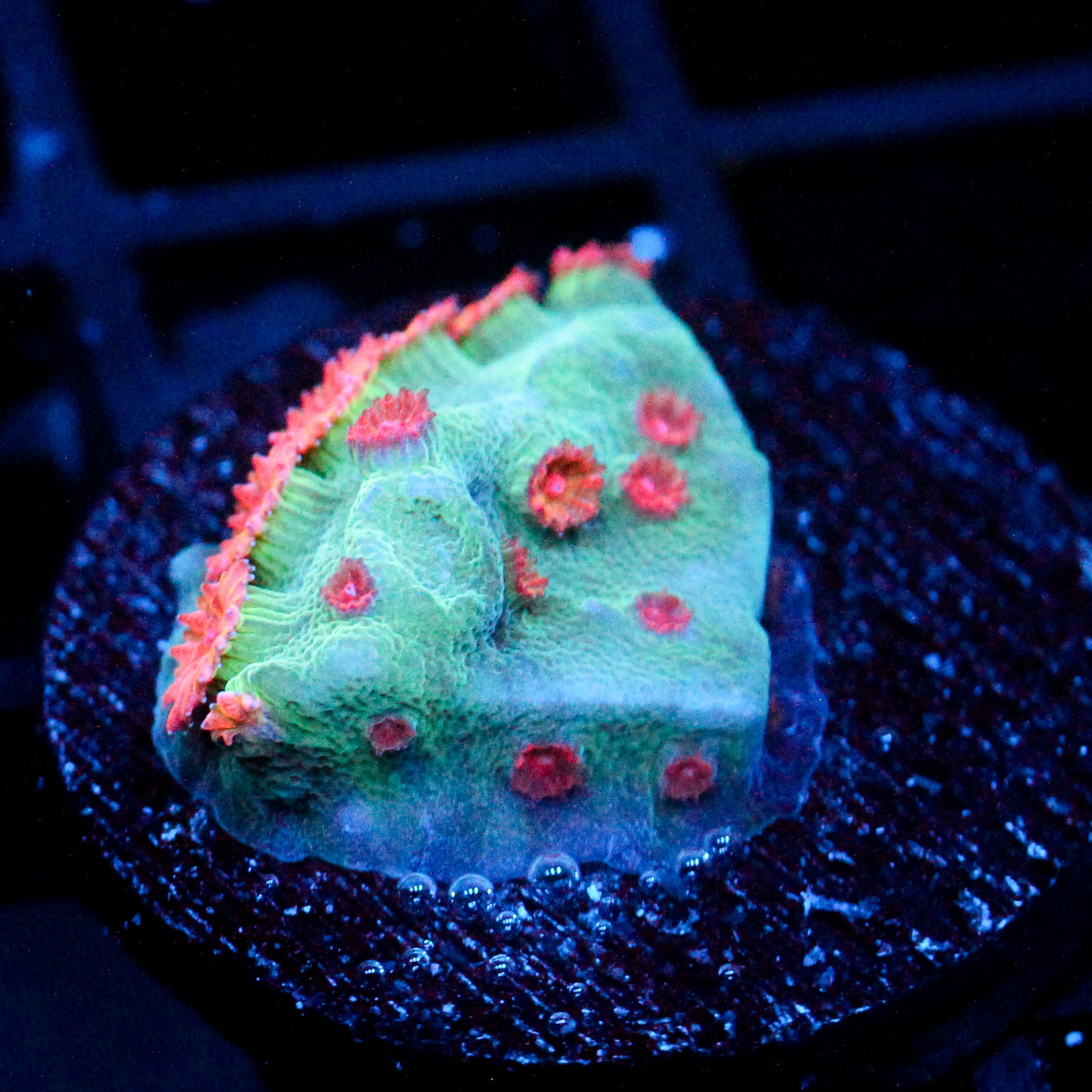 JC Meteor Shower Cyphastrea