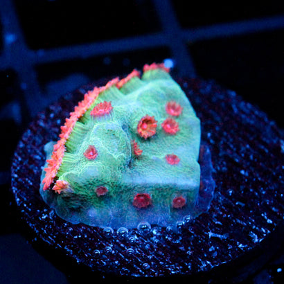 JC Meteor Shower Cyphastrea