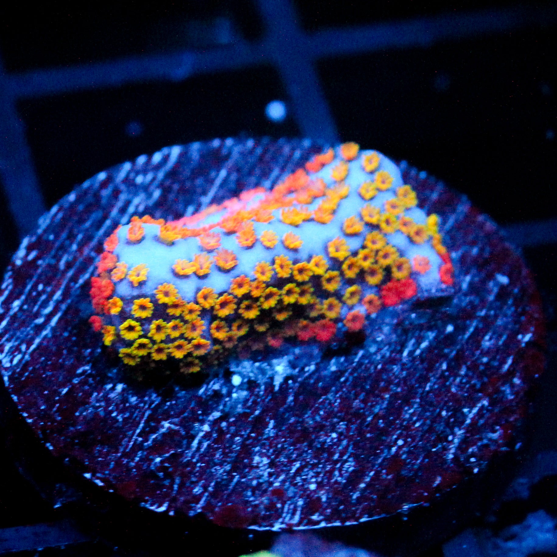 JC Rainbow Montipora