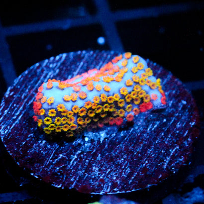 JC Rainbow Montipora