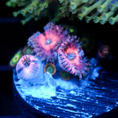 JC Pink Insanity+ Greedy Greens Zoanthid