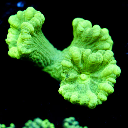 JC Neon Candy Cane Coral