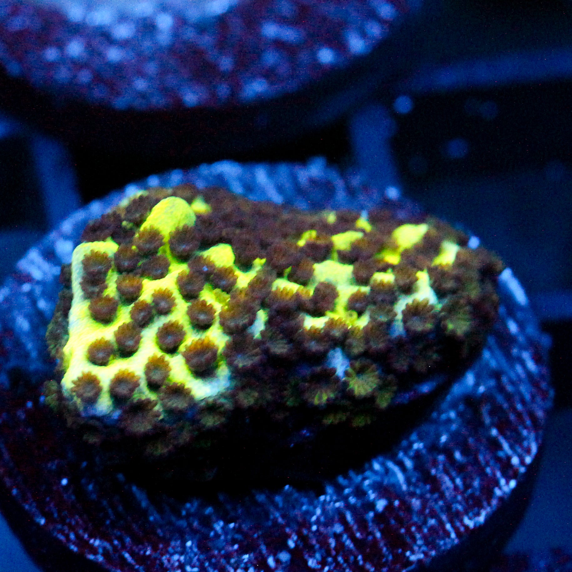 JC Montipora Confusa