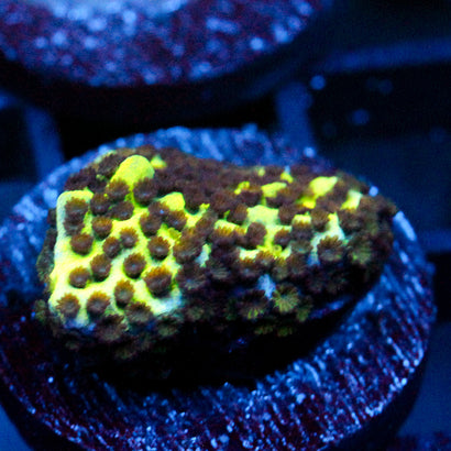 JC Montipora Confusa