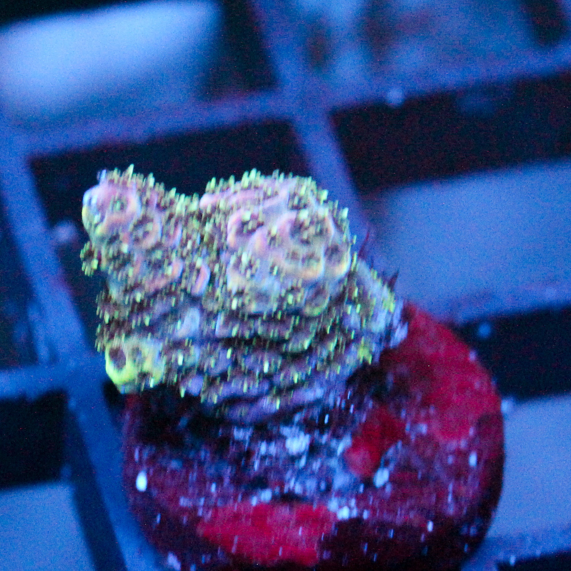 JC Purple Whisper