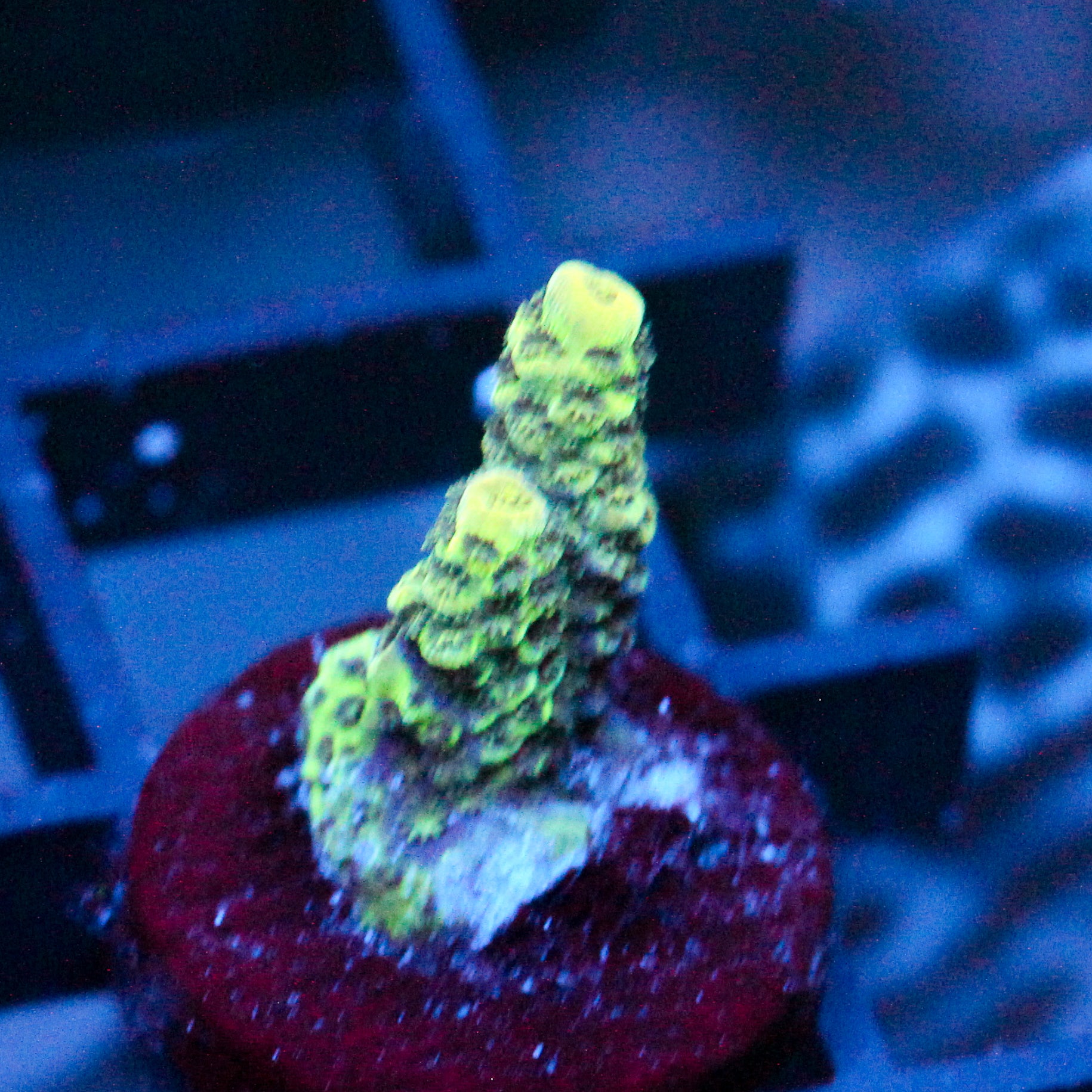 JC Green Bolt
