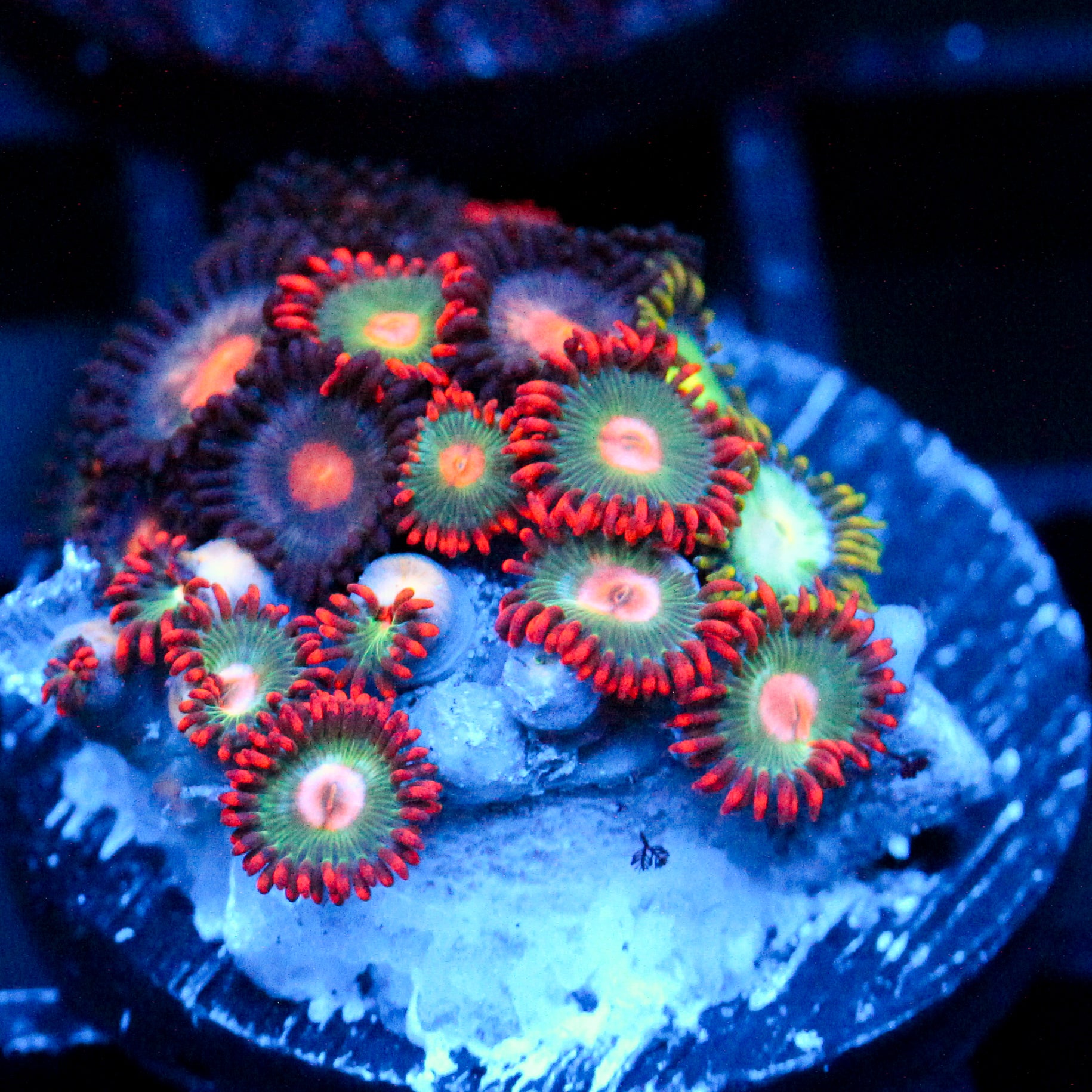 JC Gatorade Zoanthids Mix