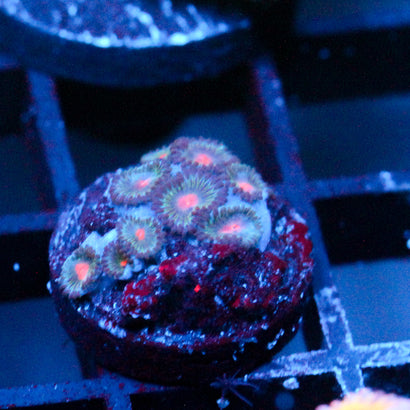 JC Blue Raven Zoanthid