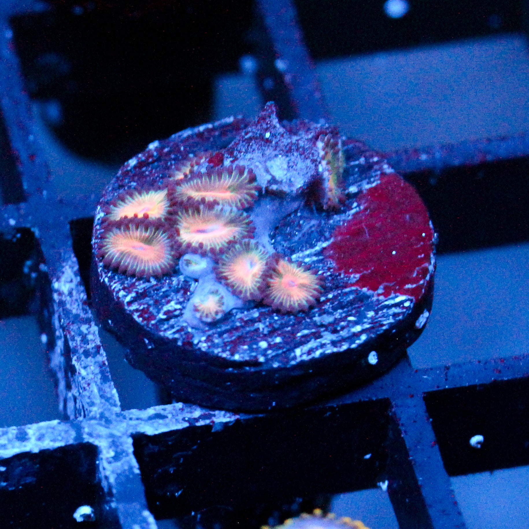 JC Peach Bellini Zoanthid