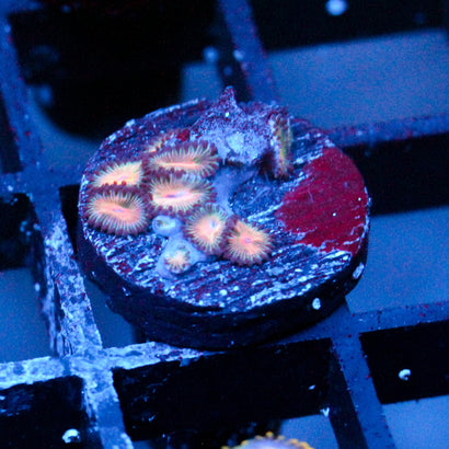 JC Peach Bellini Zoanthid