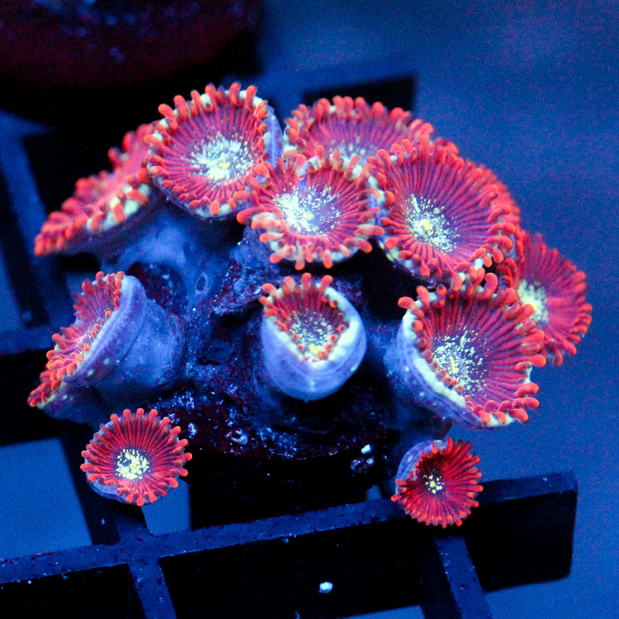 JC Magician's Zoanthid Chunk