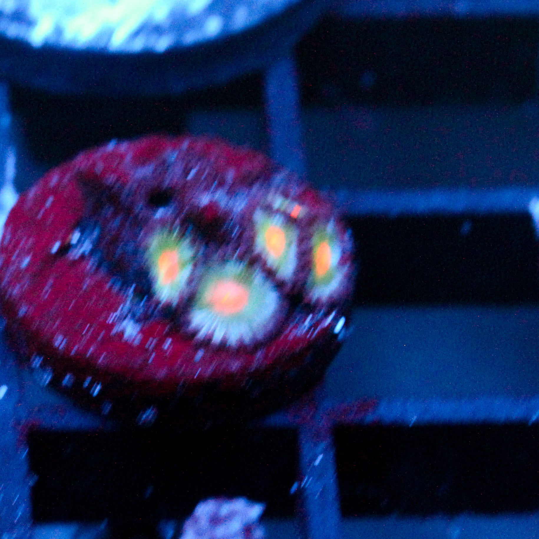 JC Alien Blood Zoanthid