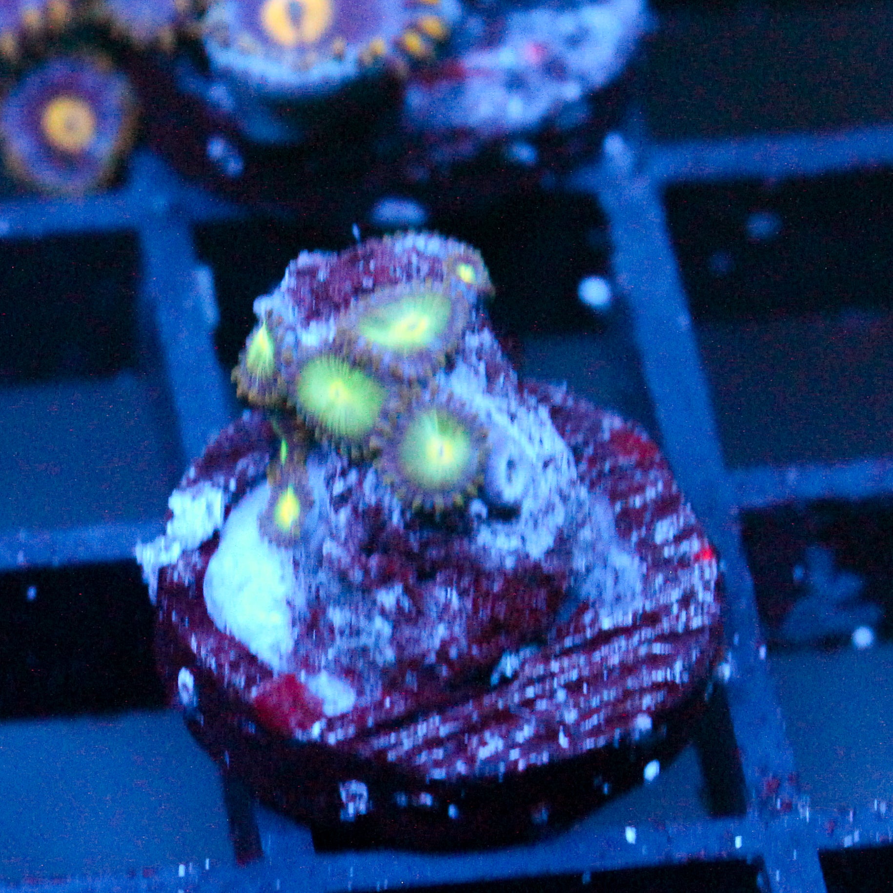JC Saturn Zoanthid