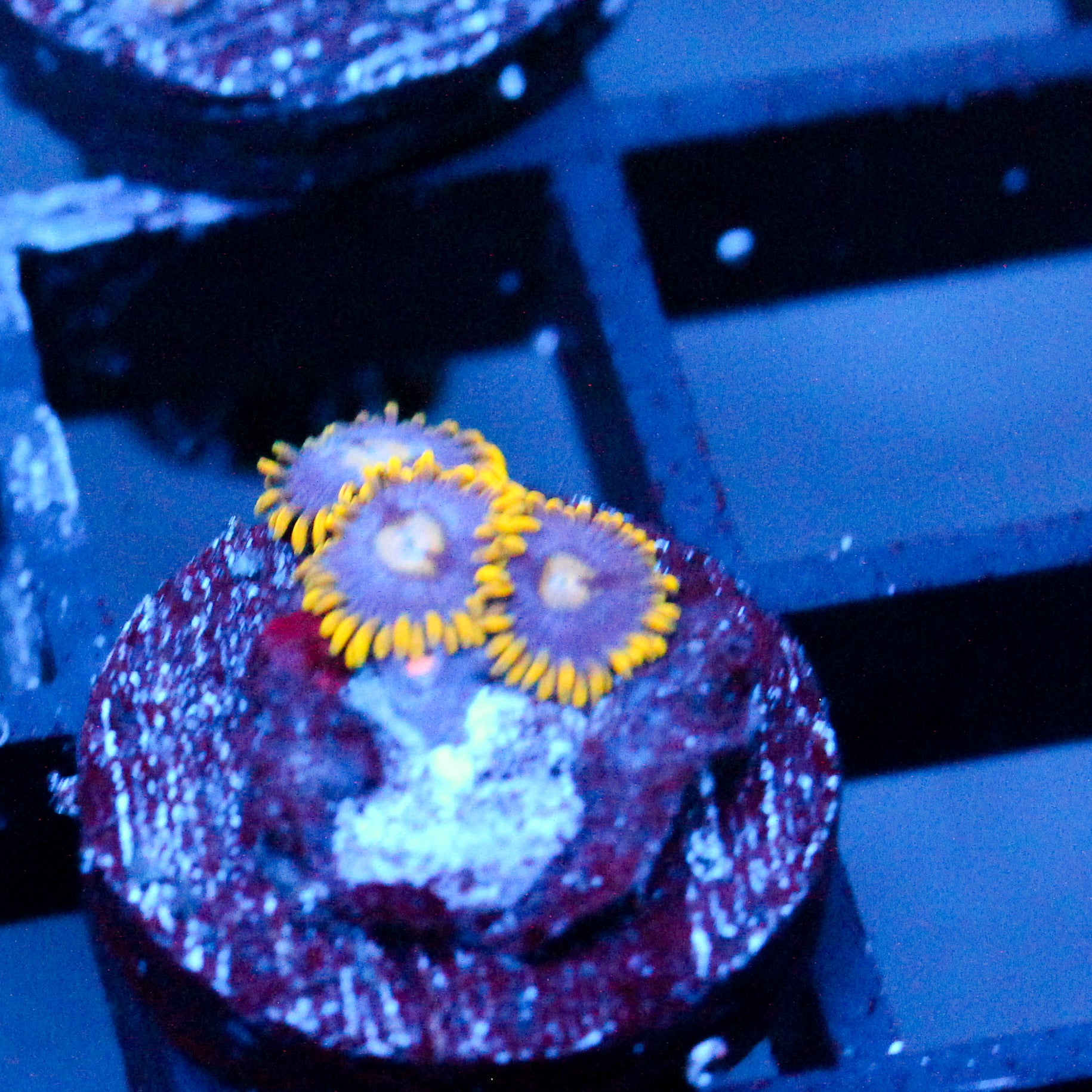 JC Ultra Gold Burst Zoanthid