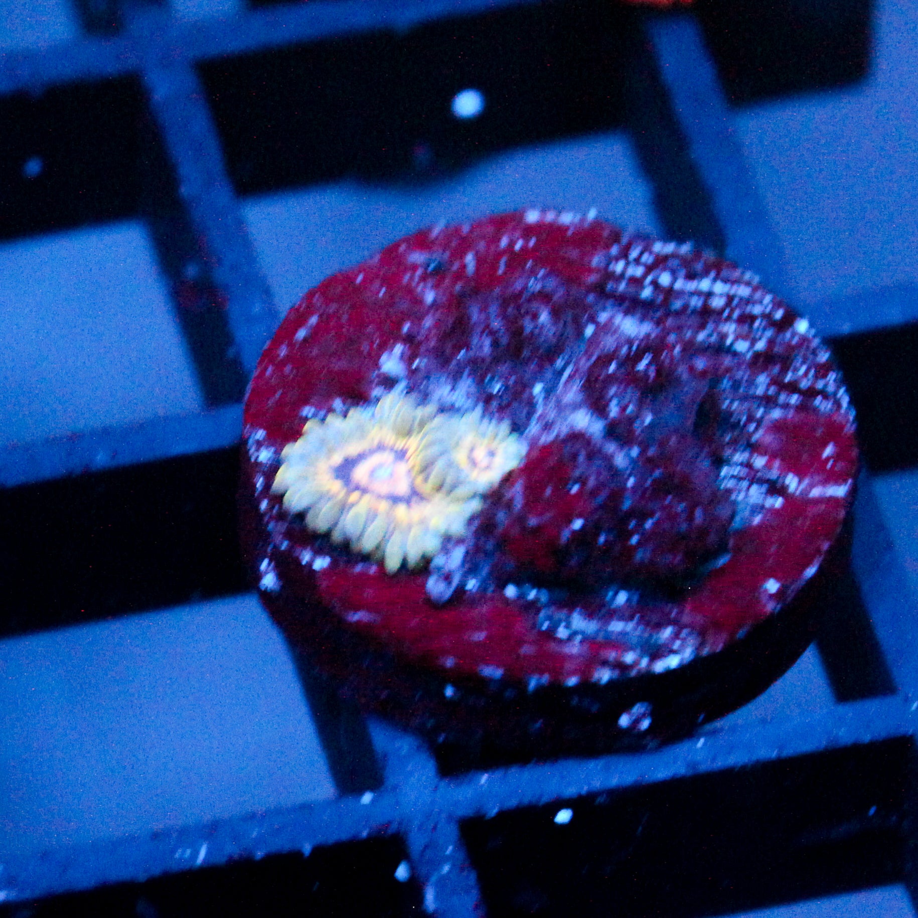 JC Oceanside Zoanthid