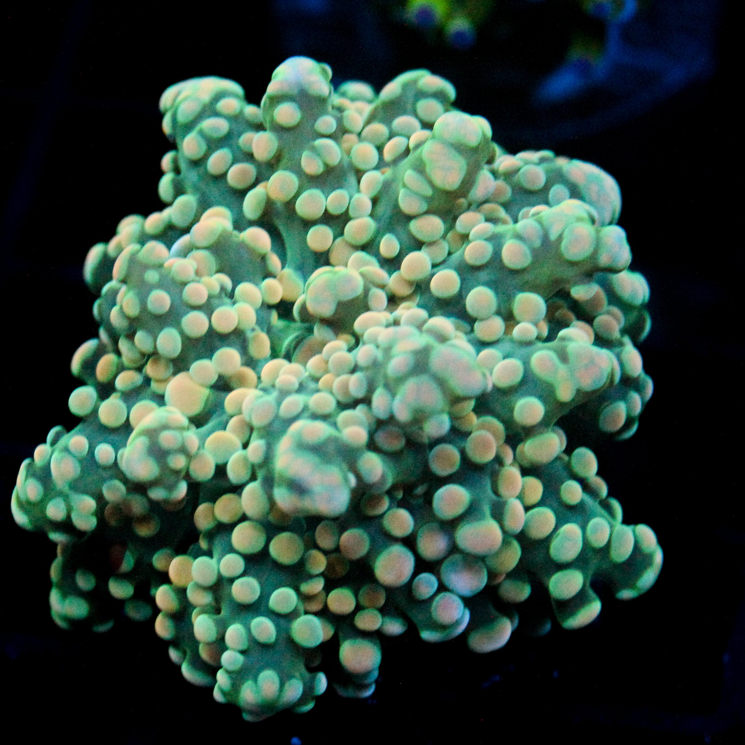 JC Orange Vibe Octo