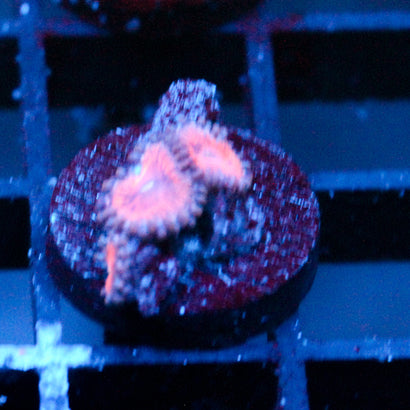 JC Amber Bliss Zoanthid