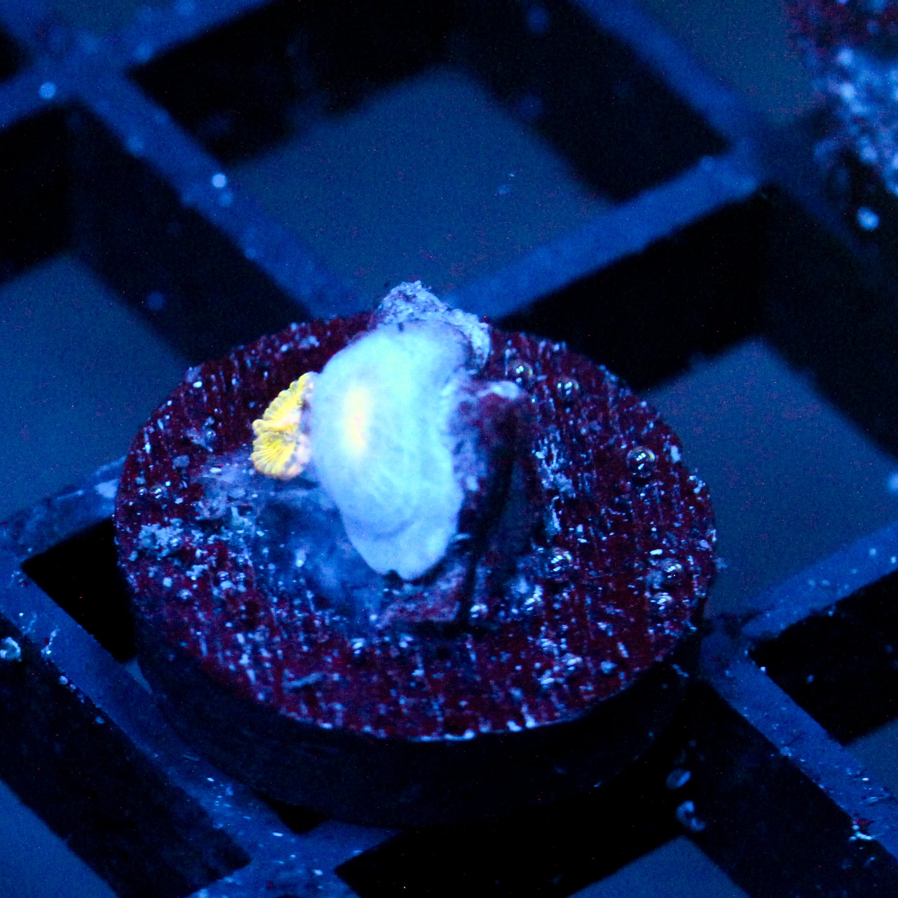 JC Lemon Head Zoanthid