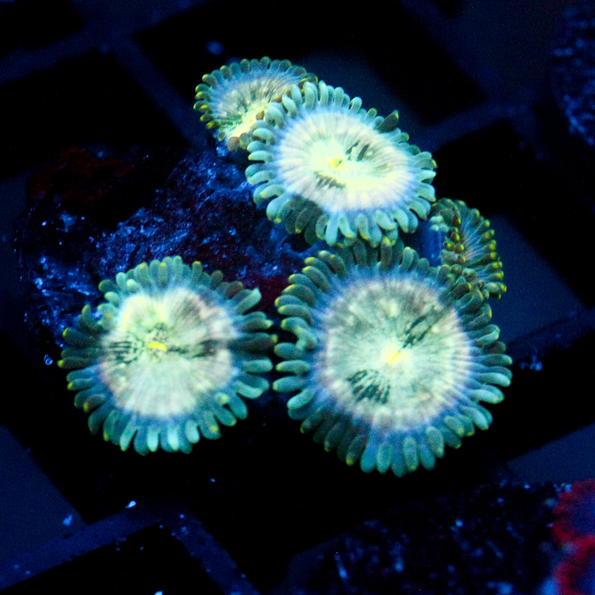 JC Hawaiian Ding Dang Zoanthid