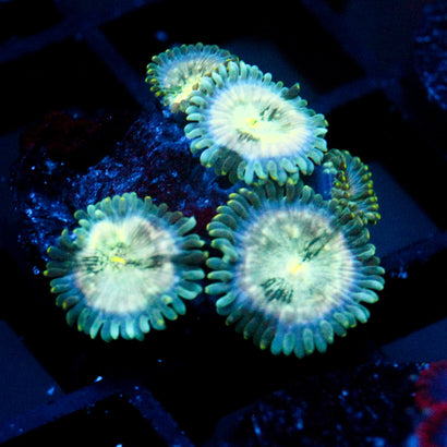JC Hawaiian Ding Dang Zoanthid
