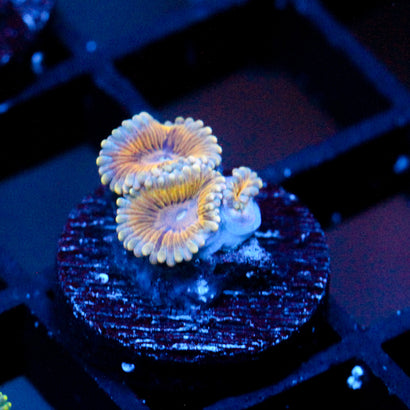 JC Blue Seam Zoanthid